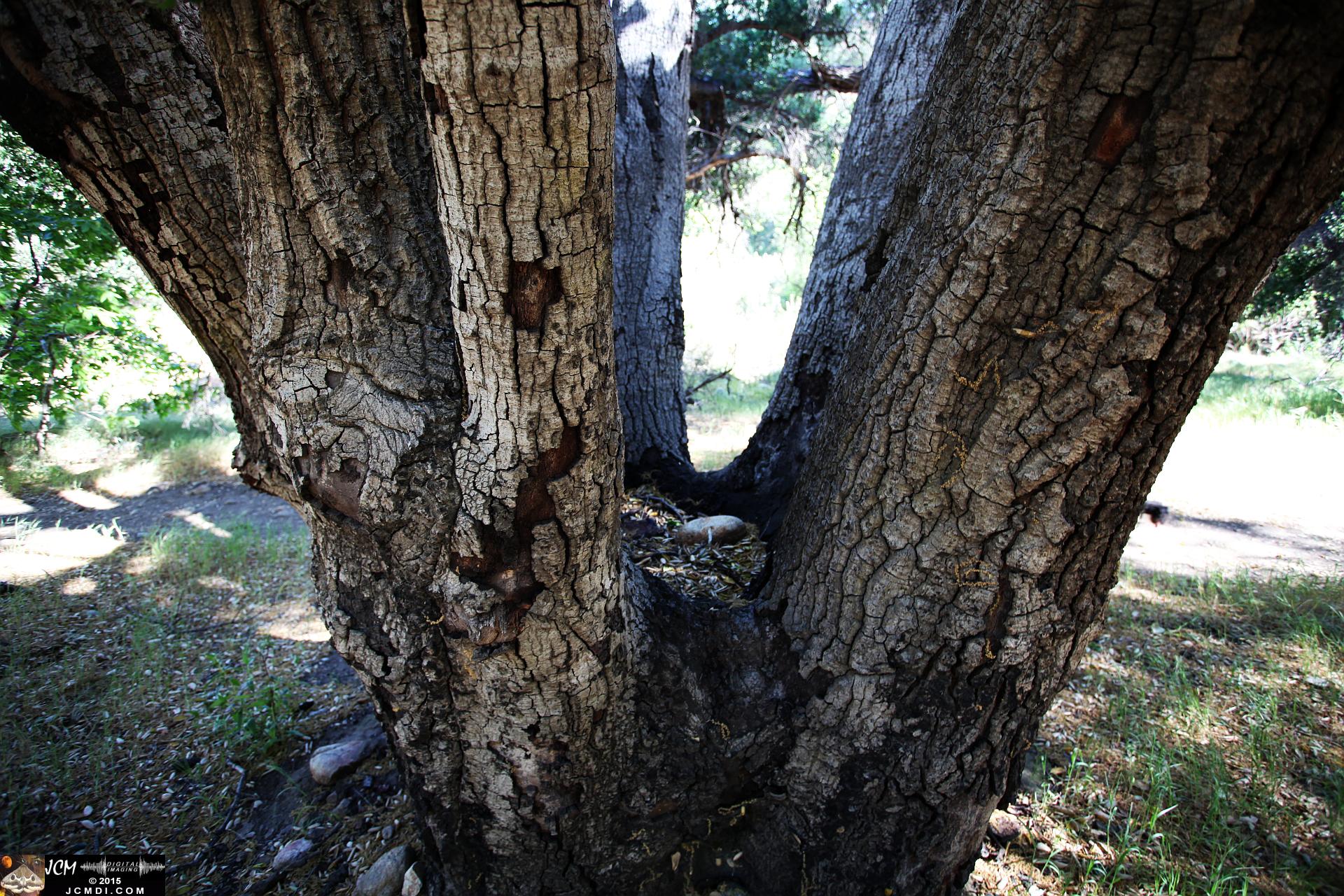 Whitney Canyon Hike 7 trunk oak (dry pool)